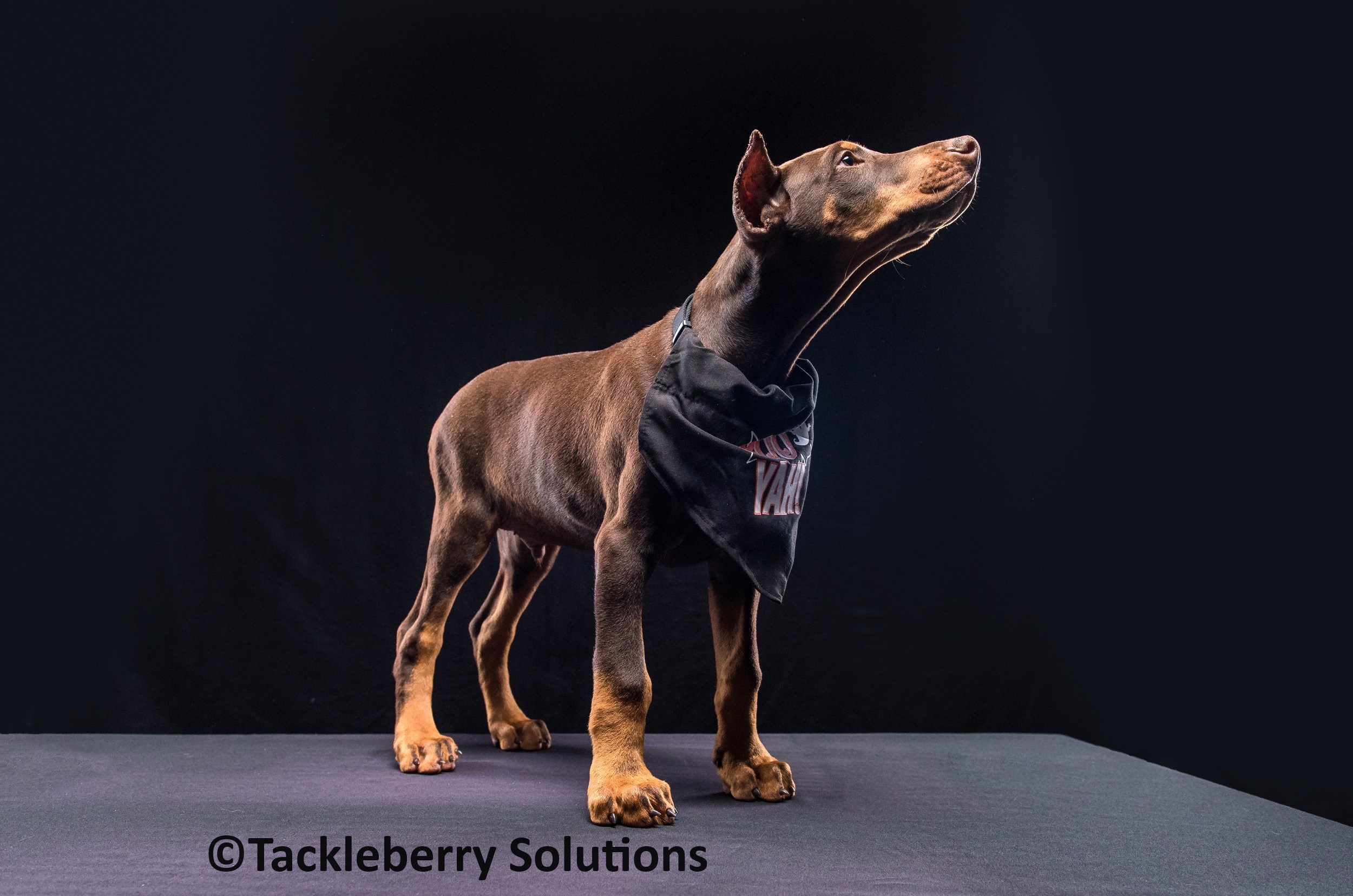 Trained Doberman Pinscher Tackleberry Dobermans