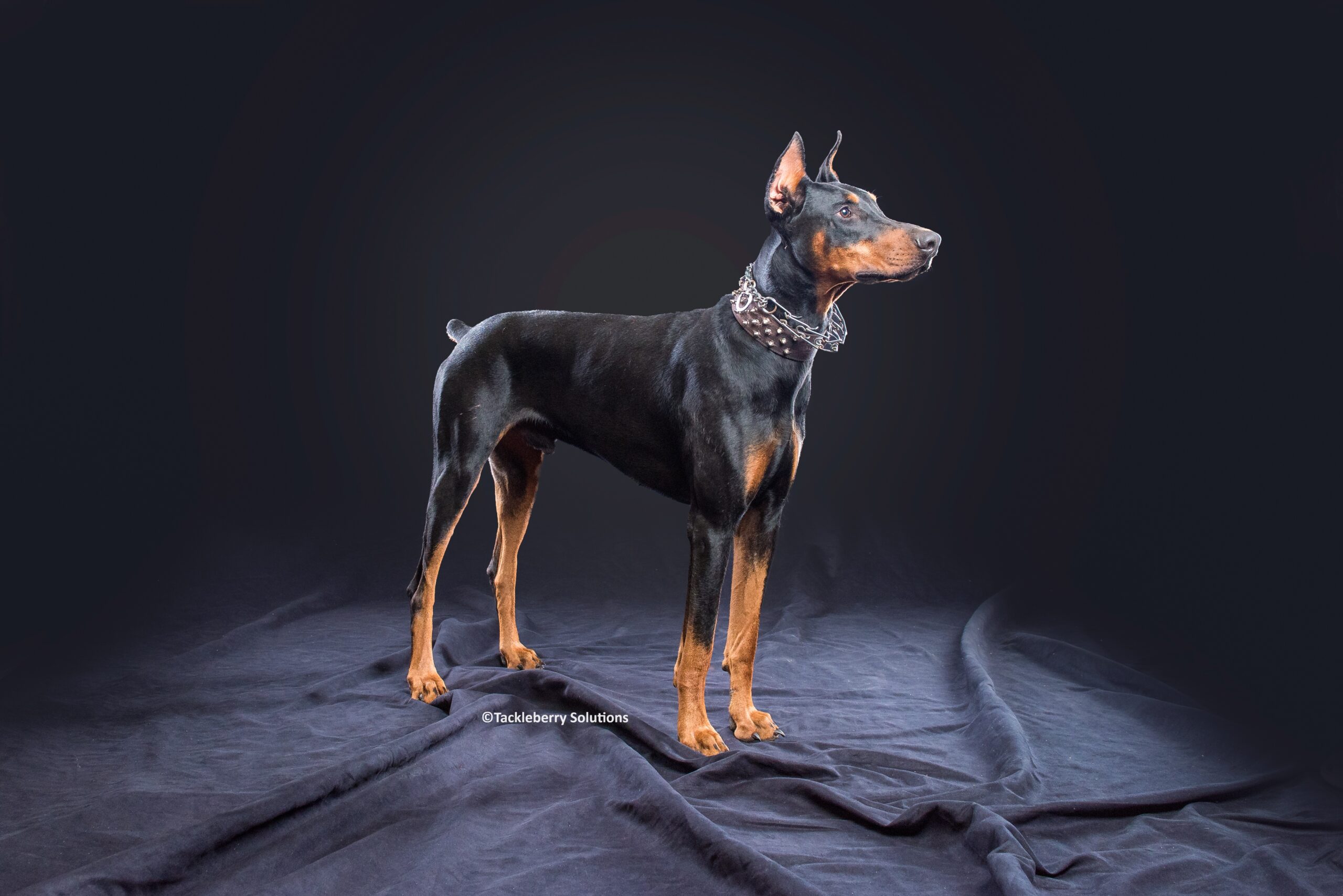 fully-trained-protection-dog-registered-doberman-pinscher-Zeus_getting_a_doberman