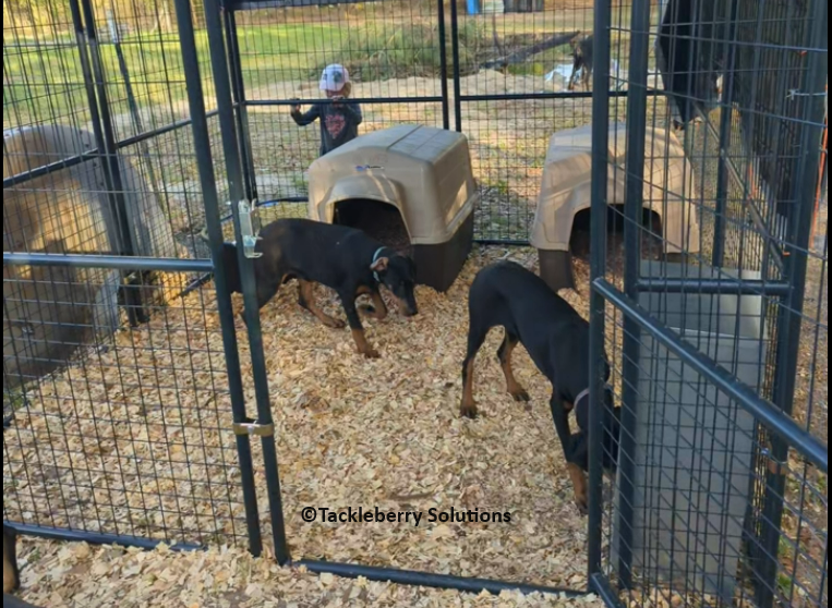 getting-a-doberman-living-conditions-dog-kennel