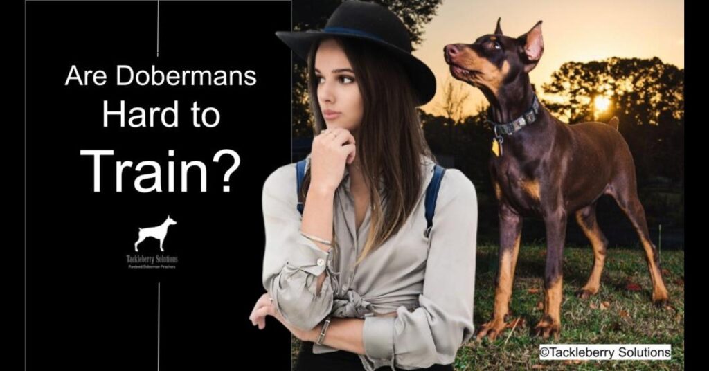 Are Dobermans hard to train? 4 Crucial Considerations