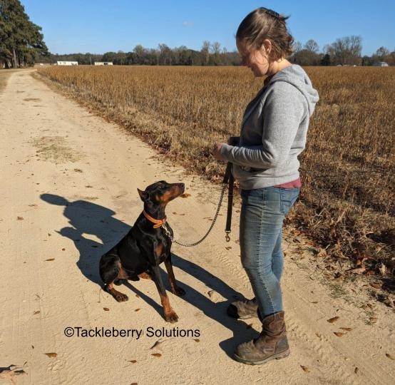 are-dobermans-hard-to-train-goliath-training-with-amy-trained-adult-doberman