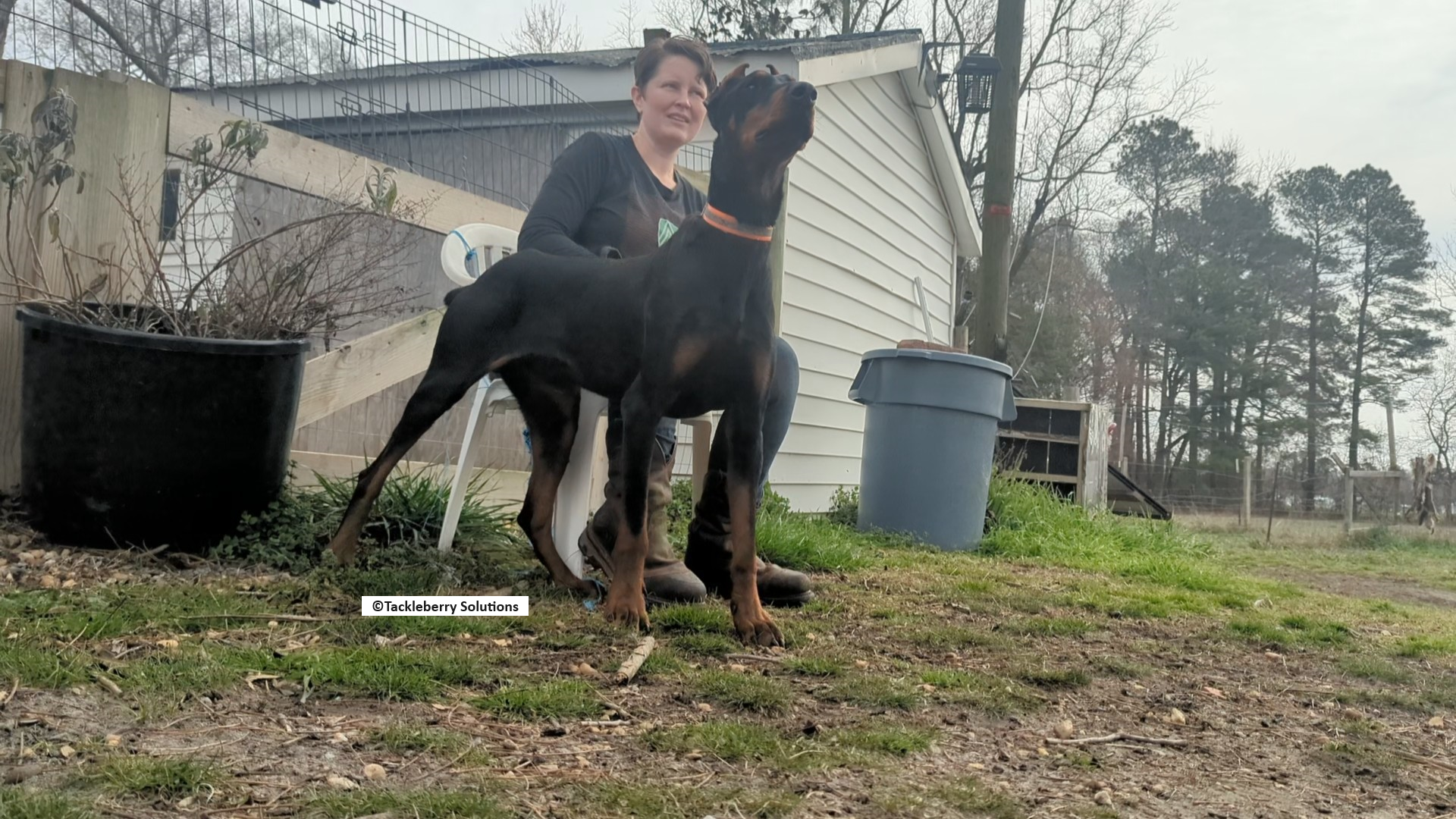 Catch-Scam_Breeders_Pictured_Goliath_Available_Trained_Adult_Doberman