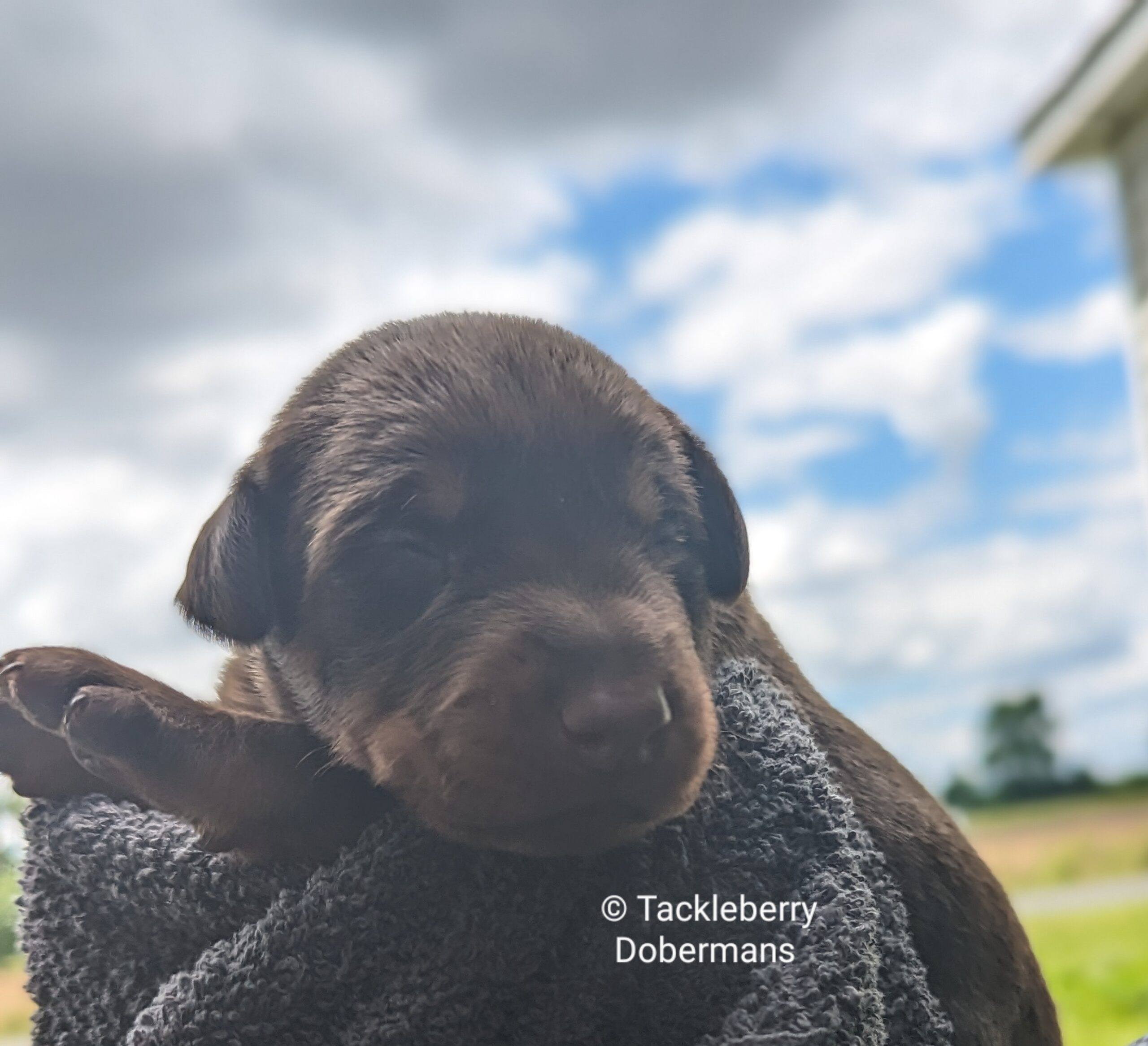doberman-puppy-for-sale-may-2024