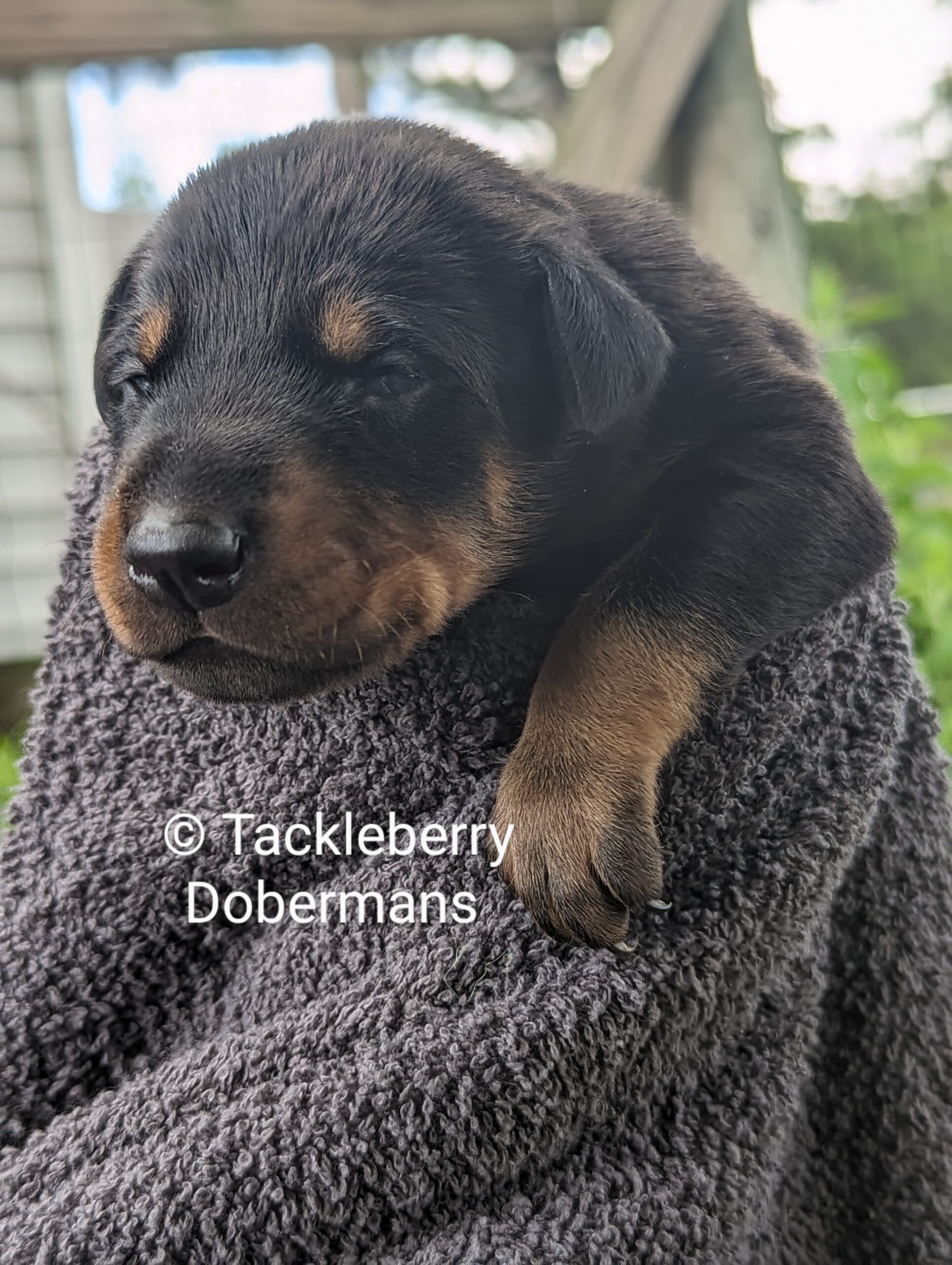 doberman-puppy-for-sale-may-2024