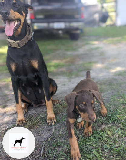 Egypt-purebred-doberman-pinscher-2024-2