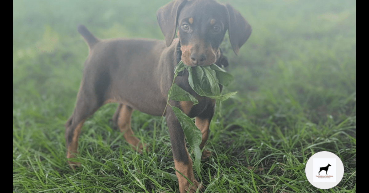 Egypt-purebred-doberman-pinscher-2024-cover2