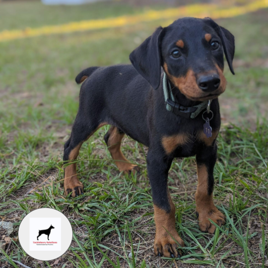 Knives-purebred-doberman-pinscher-for-sale-p2dot5z-3