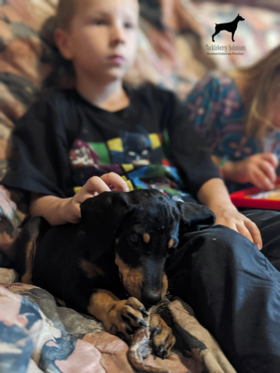 indy-purebred-doberman-pinscher-july-2024-3