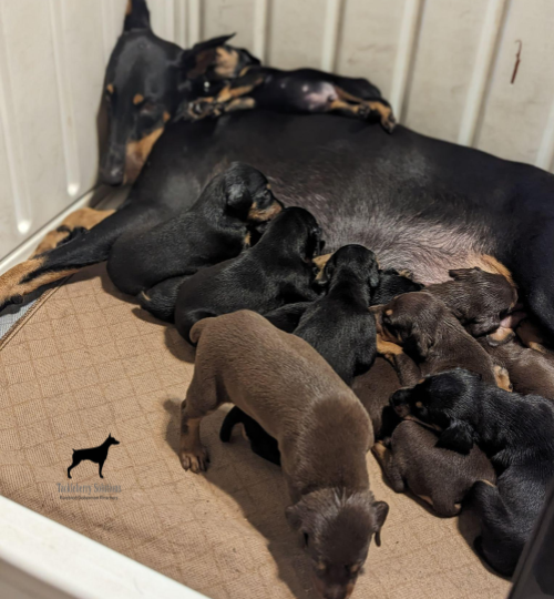 indy-purebred-doberman-pinscher-july-2024-3