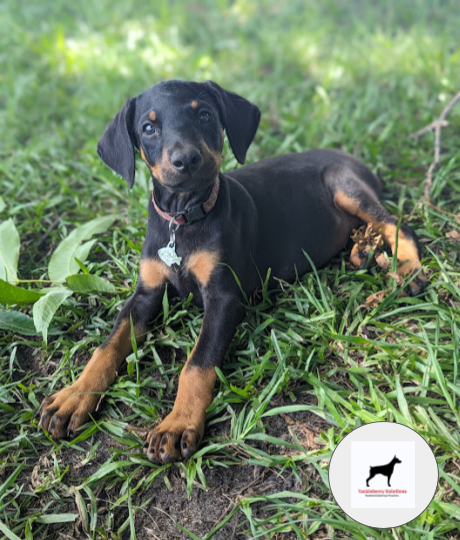 p2dot8z-purebred-doberman-MsLyons-1