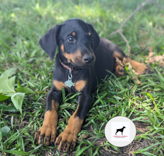 p2dot8z-purebred-doberman-MsLyons-2