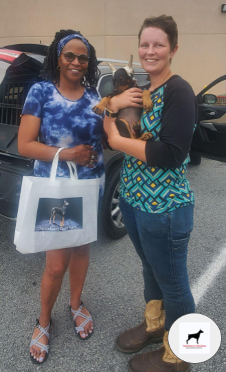 p2dot8z-purebred-doberman-yaya-1