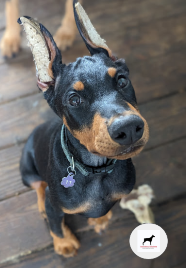 Knives-purebred-doberman-pinscher-for-sale-p2dot5z-5