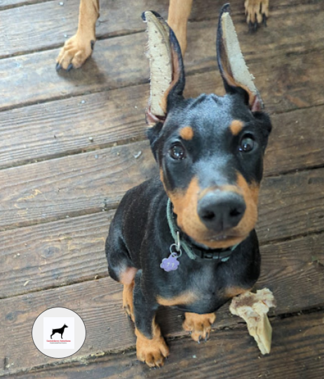 Knives-purebred-doberman-pinscher-for-sale-p2dot5z-6