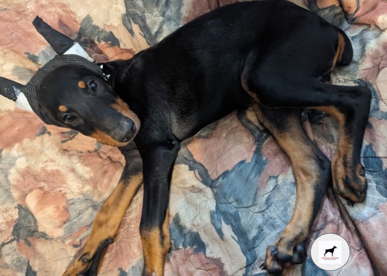 doberman-black-and-rust-male-whiskey-puppy-for-sale_2