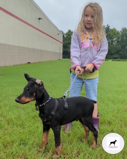 doberman-black-and-rust-male-whiskey-puppy-for-sale_5