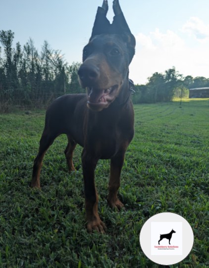 king-doberman-puppies-registered-tackleberry-dobermans1