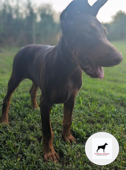 king-doberman-puppies-registered-tackleberry-dobermans2