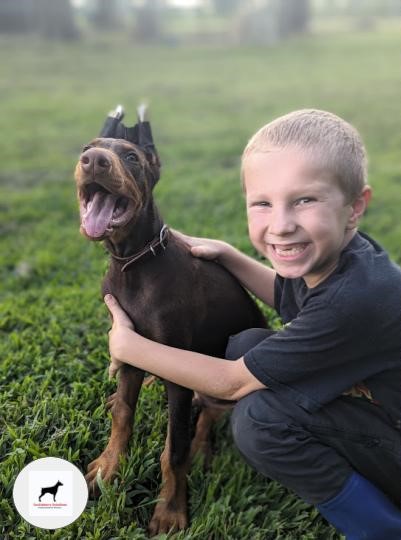 king-doberman-puppies-registered-tackleberry-dobermans4