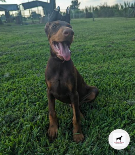 king-doberman-puppies-registered-tackleberry-dobermans4king-doberman-puppies-registered-tackleberry-dobermans4