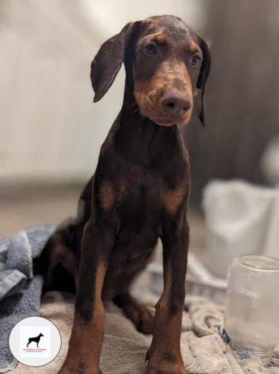 king-doberman-puppies-registered-tackleberry-dobermans6