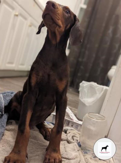 king-doberman-puppies-registered-tackleberry-dobermans6