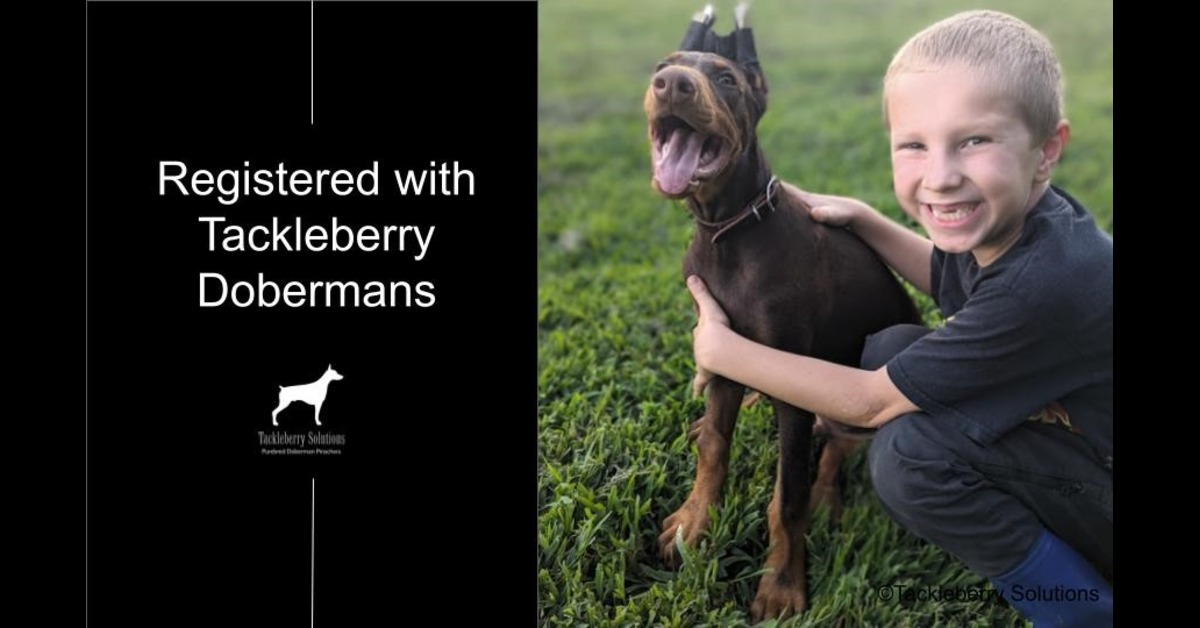 king-doberman-puppies-registered-tackleberry-dobermans8