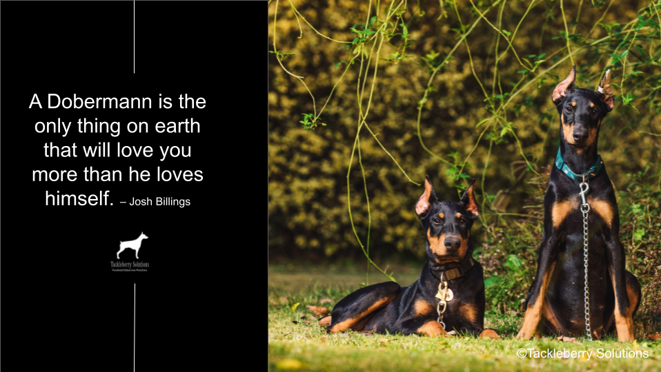 doberman-quotes-about-love