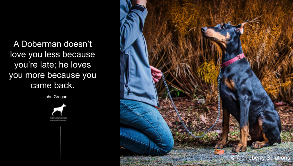 quotes-about-dobermans