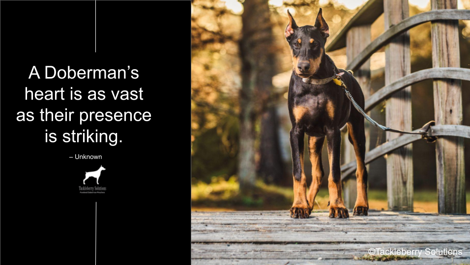 quotes-about-dobermans1