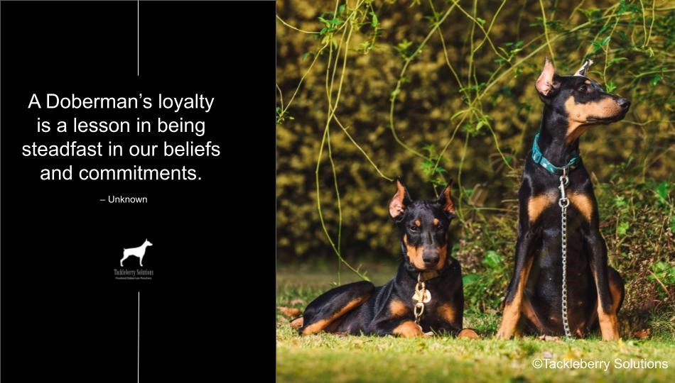 quotes-on-dobermans