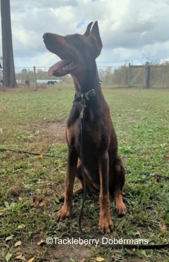 the-worlds-most-expensive-doberman-Justice_purebred-doberman-pinscher-puppy-for-sale-2024-1