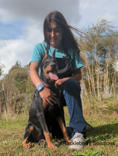 moon-doberman-puppies-for-sale-2