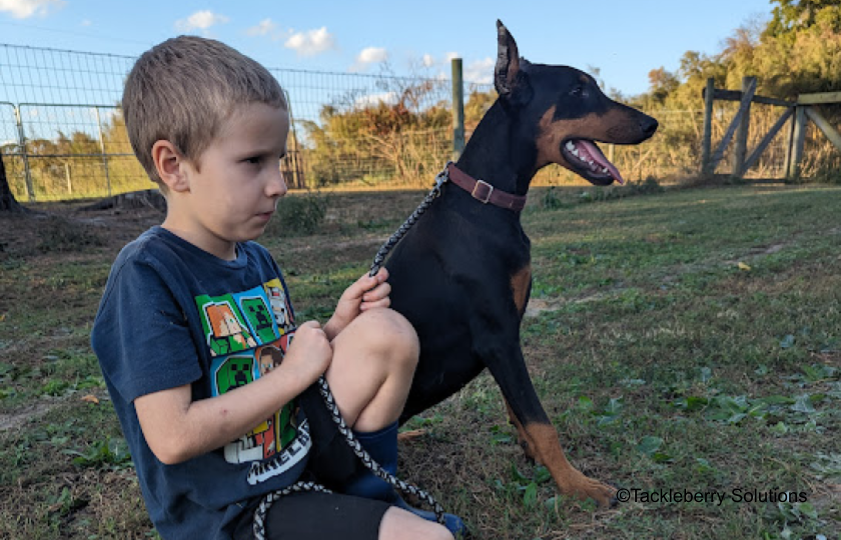 moon-doberman-puppies-for-sale-4