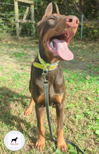 Duke-Doberman_puppies_near_me-4