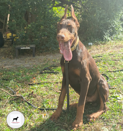 Duke-Doberman_puppies_near_me-4