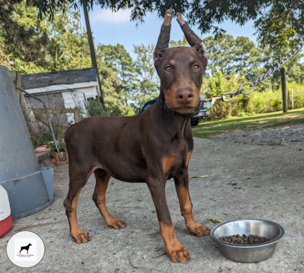 Duke-Doberman_puppies_near_me-6