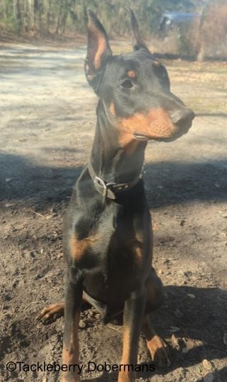 doberman-black-and-rust-male-whiskey-puppy-for-sale_7