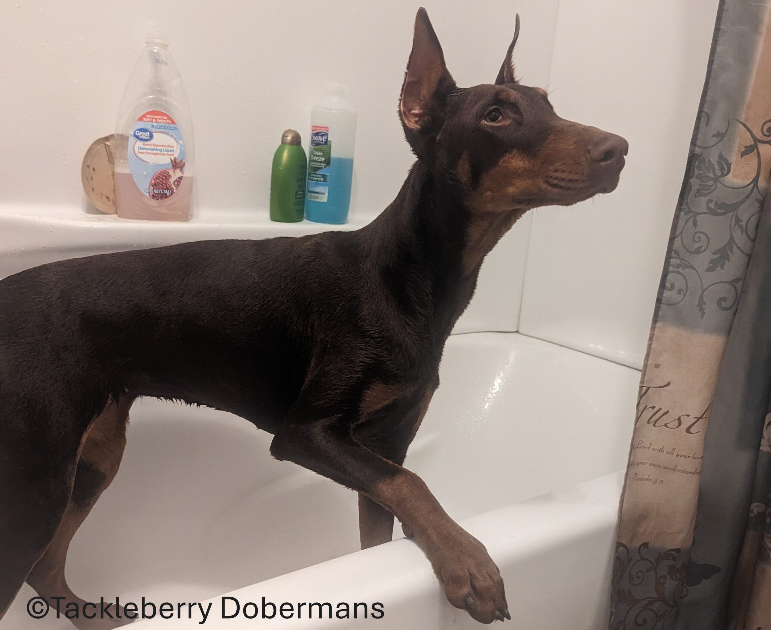 Justice_purebred-doberman-pinscher-puppy-for-sale-life-expectancy-of-a-doberman