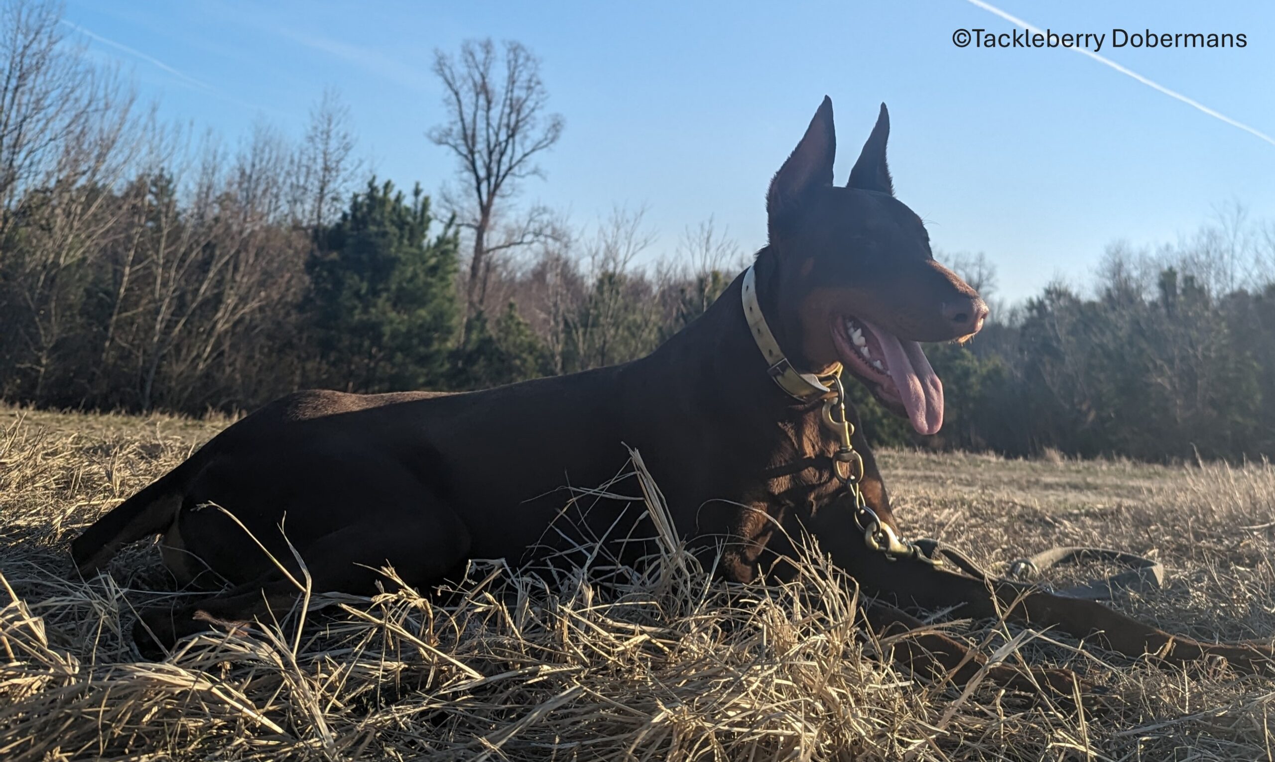 doberman-breed-dog-king