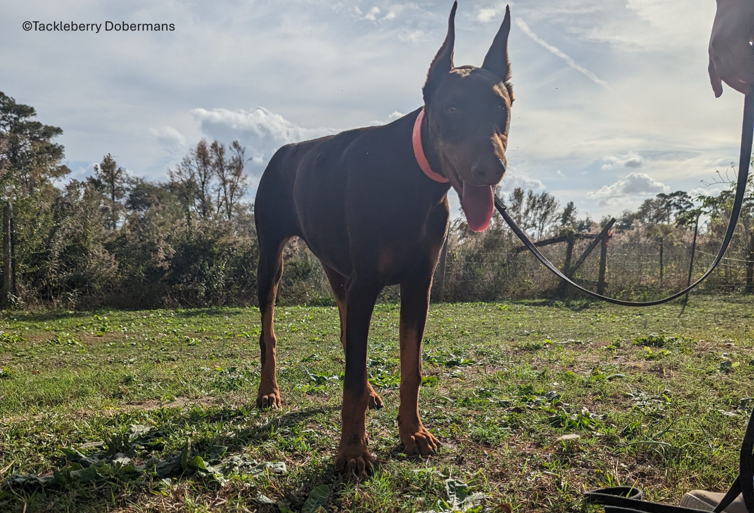 doberman-breed-dog-king_best-dog-ear-cleaners