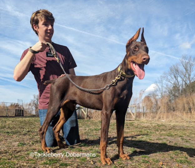 king-purebred-doberman-pinscher-for-sale-life-expectany-of-dobermans-2024