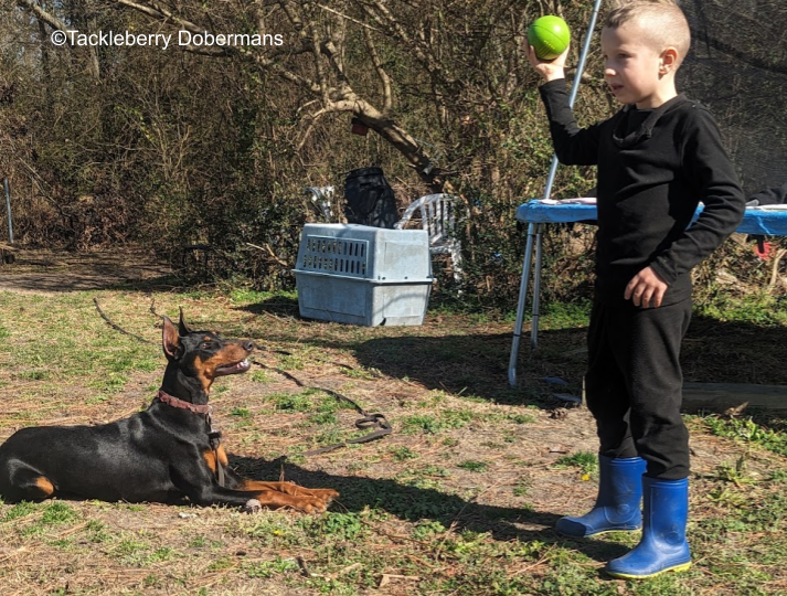 moon-doberman-puppies-for-sale-life-expectancy-of-dobermans