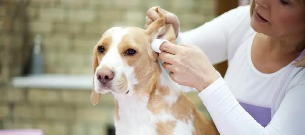 the-best-dog-ear-cleaners