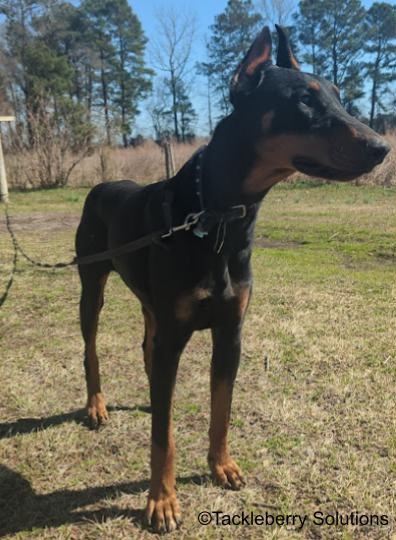 Brock-Doberman_puppies-for-sale-near-me1