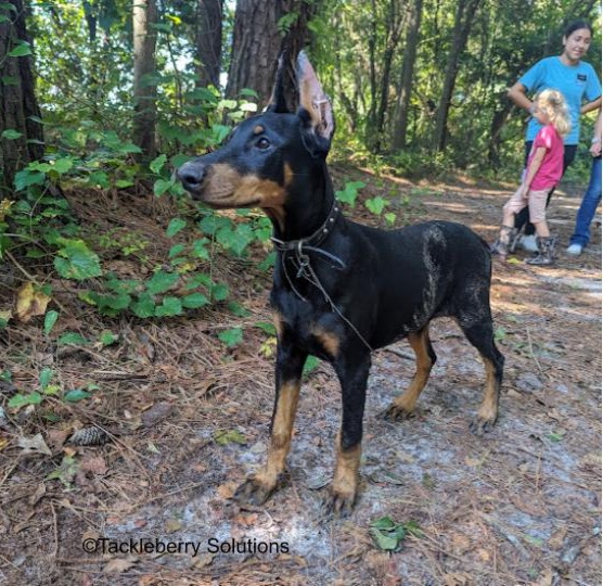 Brock-Doberman_puppies-for-sale-near-me2