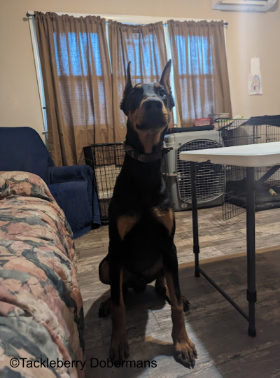 magic-doberman-for-sale-p2dot1z1