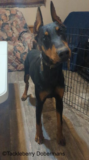 magic-doberman-for-sale-p2dot1z1