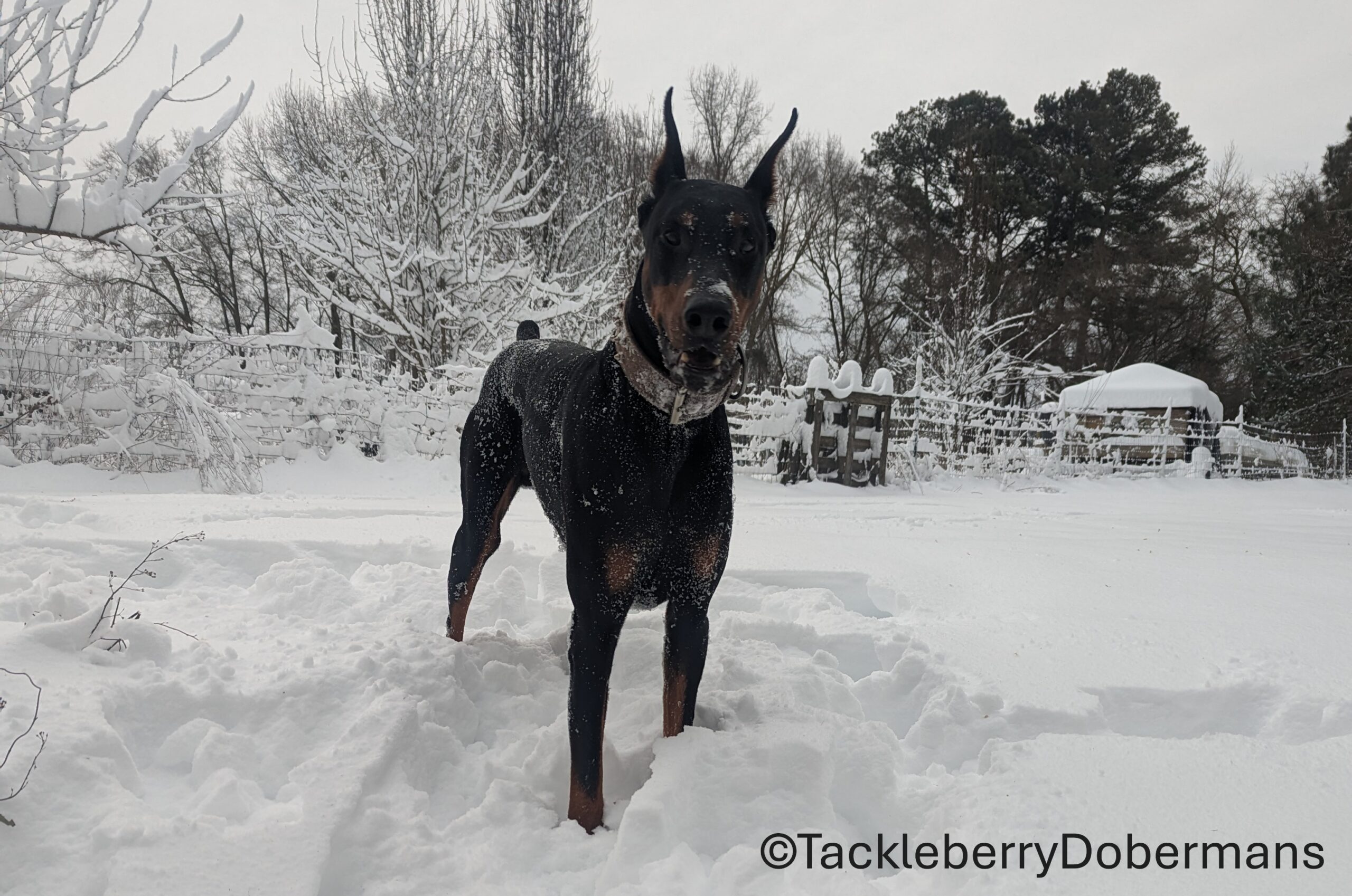 why-do-dogs-have-dew-claws-Zues-winter-2026