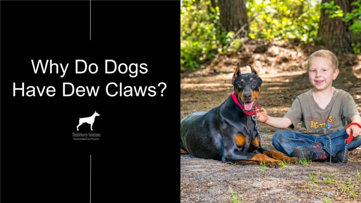 why-do-dogs-have-dew-claws